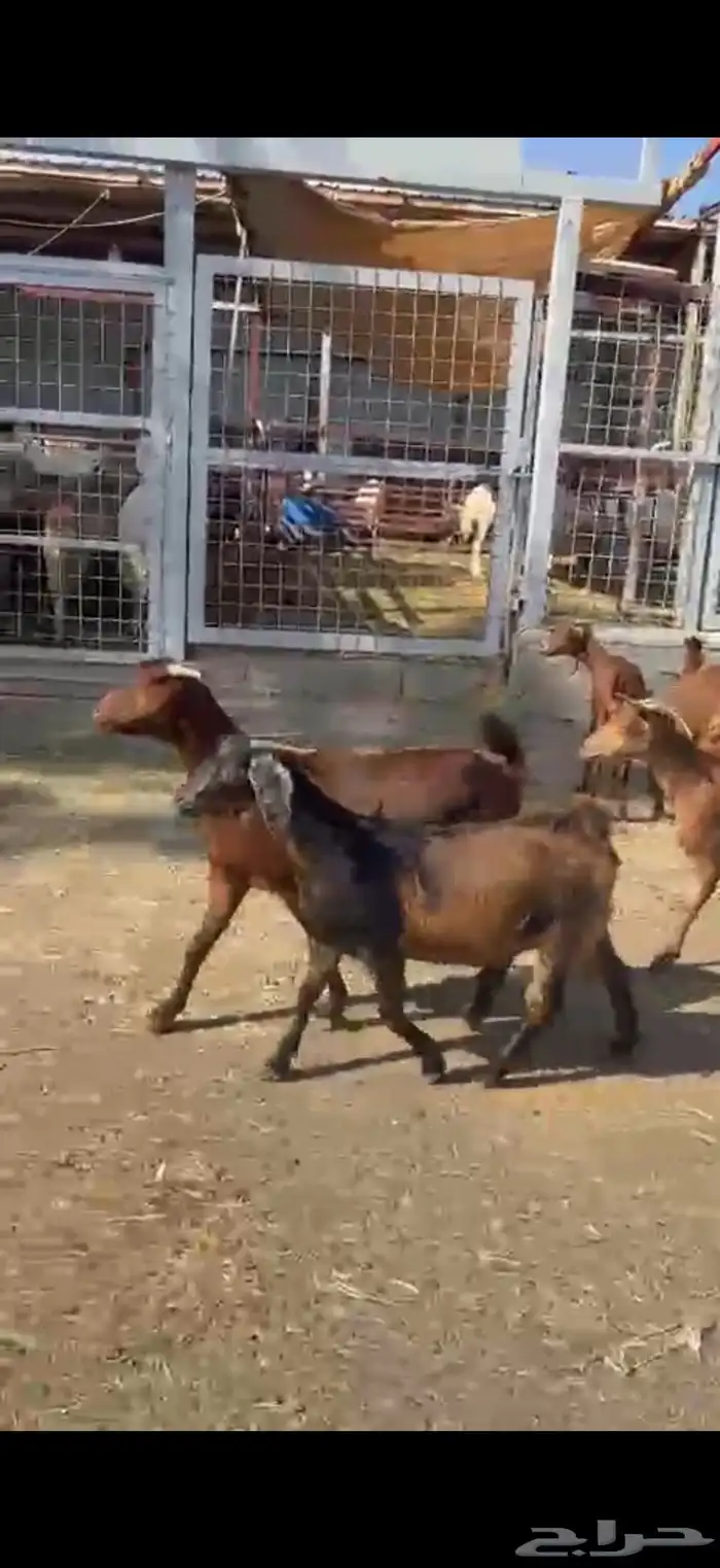 محايليه دهم درجه أولى 12 راس 5