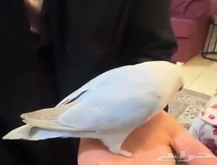 طير روز ارخص سعر 4