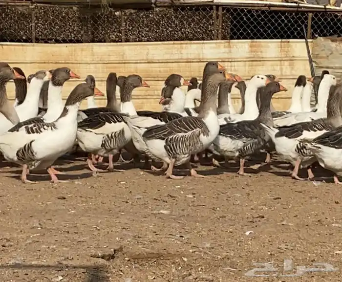 وز عدال طيب ونازل وقريب ويبدا بالبيض 0