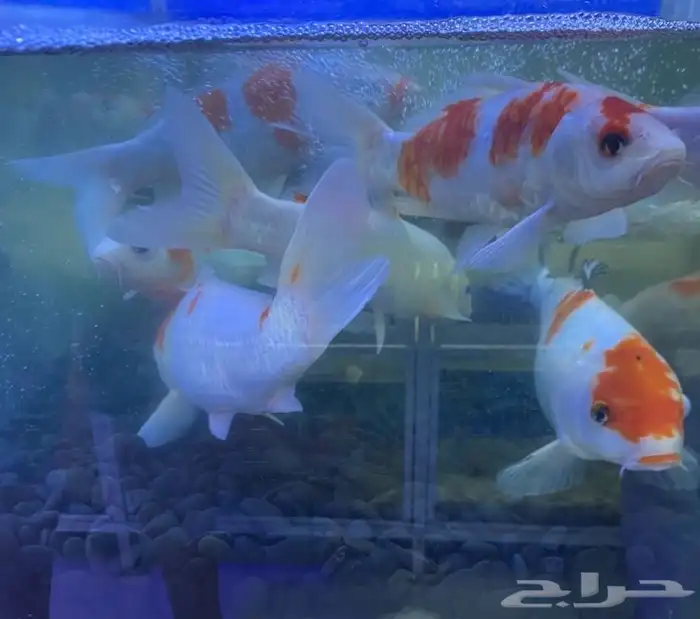متوفر جميع انوا اسماك الزينة و مستلزماتها متوفر توصيل 16
