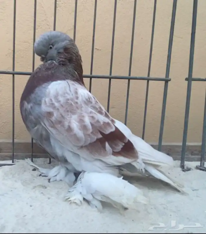 حمام زينه لنق فيس ماف 1