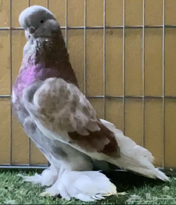 حمام زينه لنق فيس ماف 2