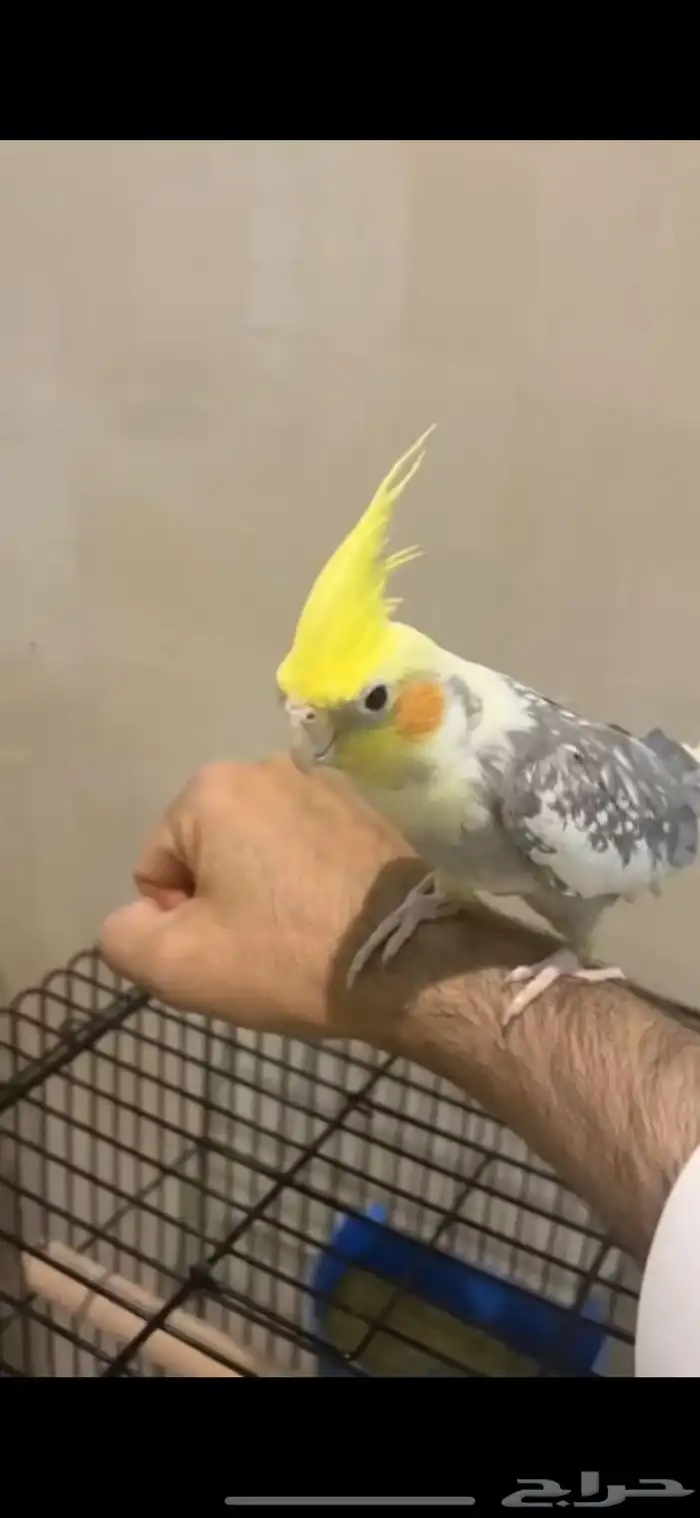 ذكر كروان للبيع 0