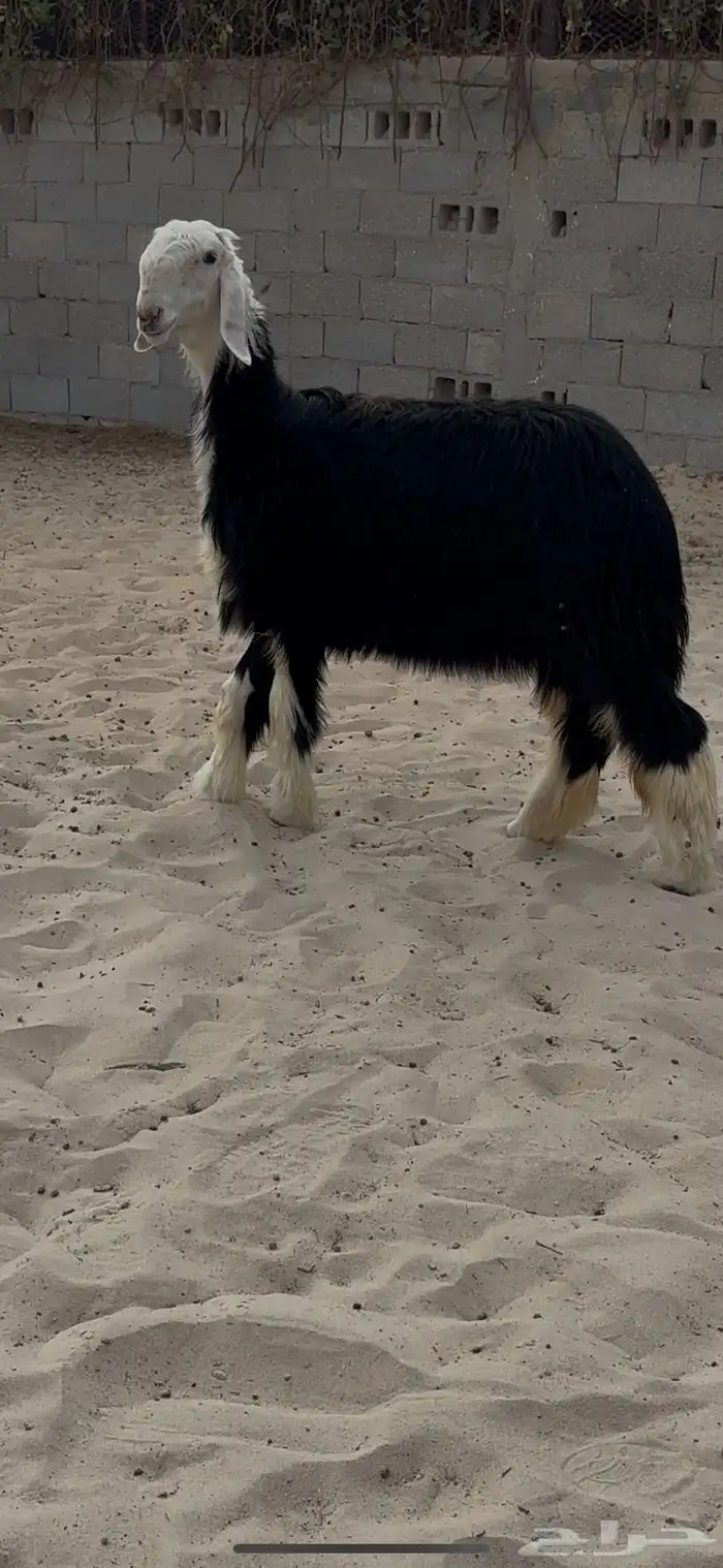 رخل نجديه فاخره مقنوي 2