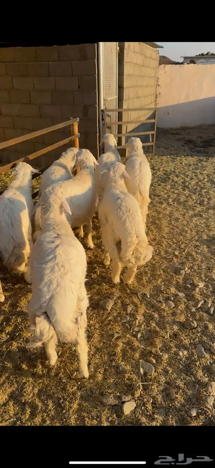 طليان للبيع 1