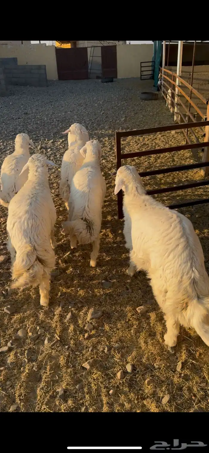 طليان للبيع 0