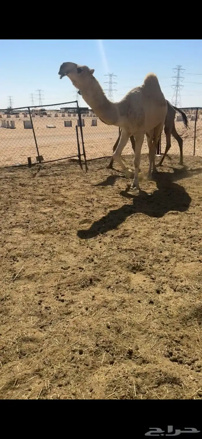 قعود جذع يثني طيب 0