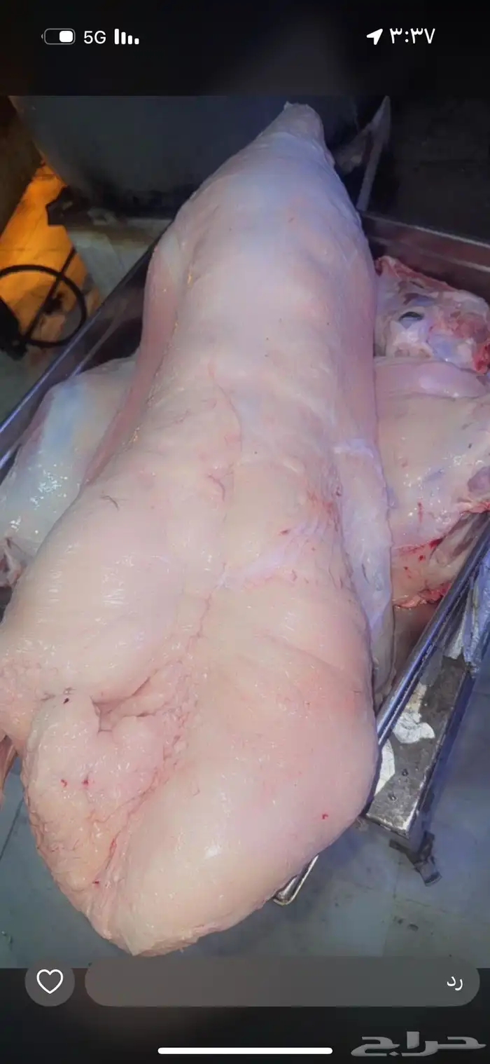 خروفك لباب بيتك 0