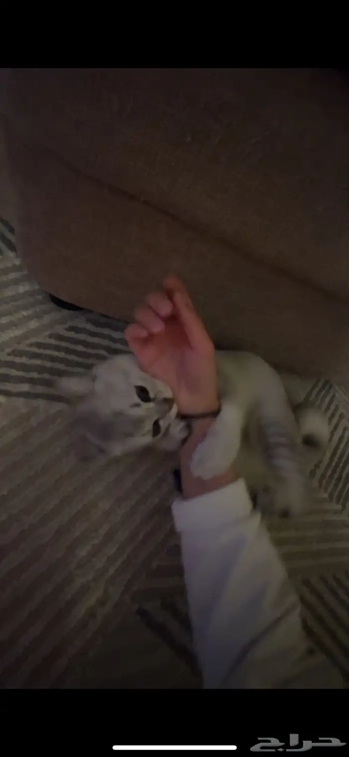 ذكر سكوتش ستريت عمره 3 شهور 2