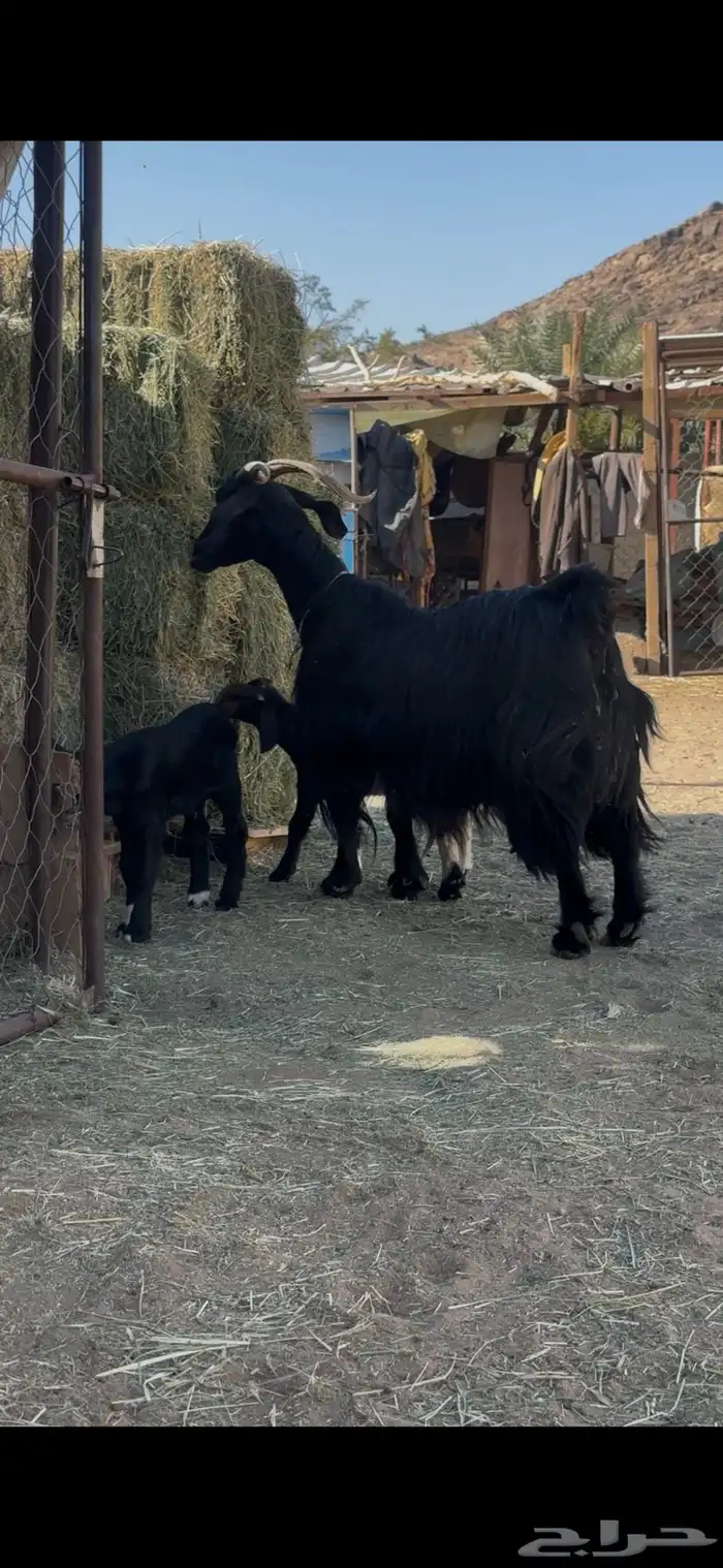 ماعز دغساء عليها 3 توم 1