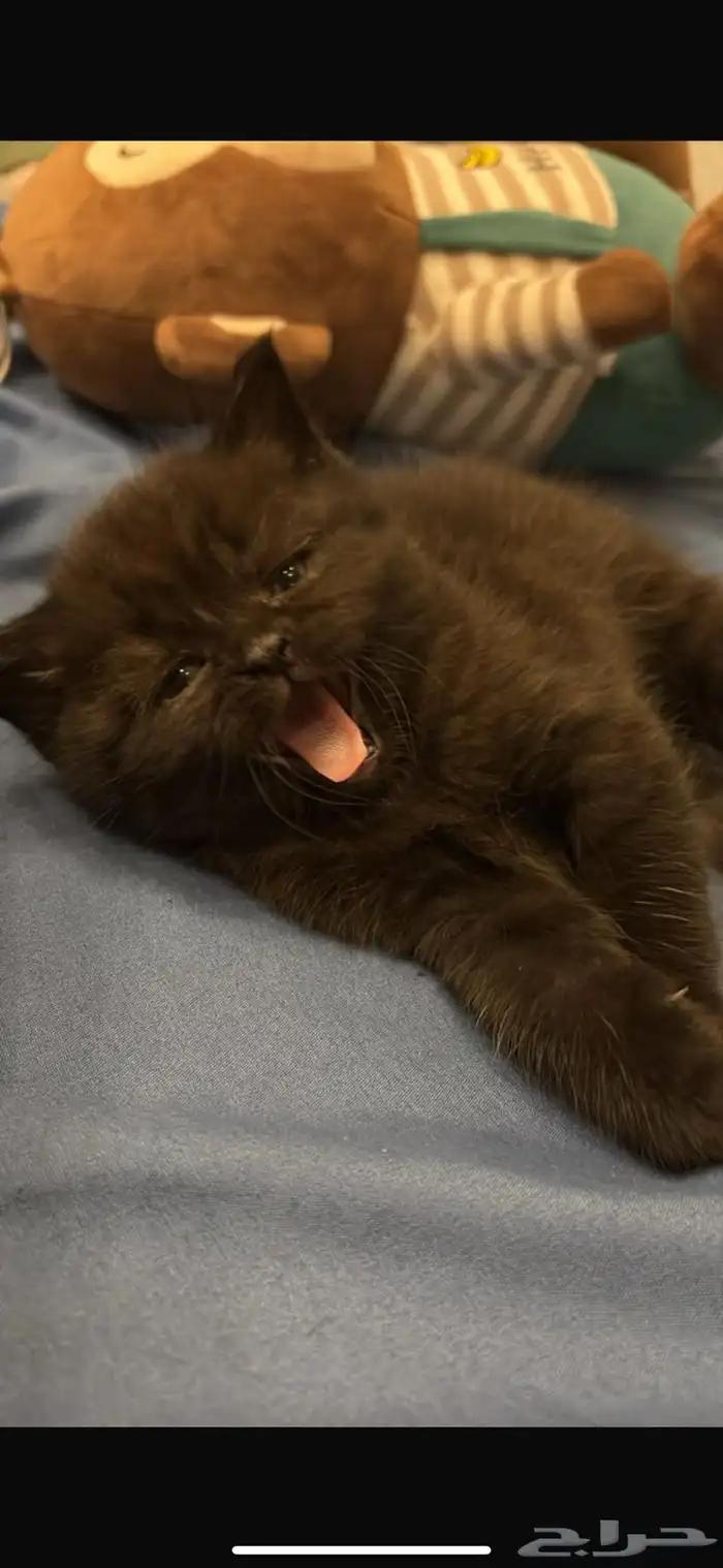 قطط سكوتش كتن للبيع 4