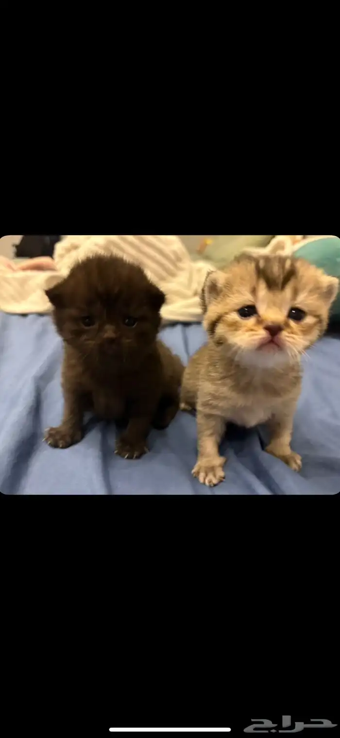 قطط سكوتش كتن للبيع 2