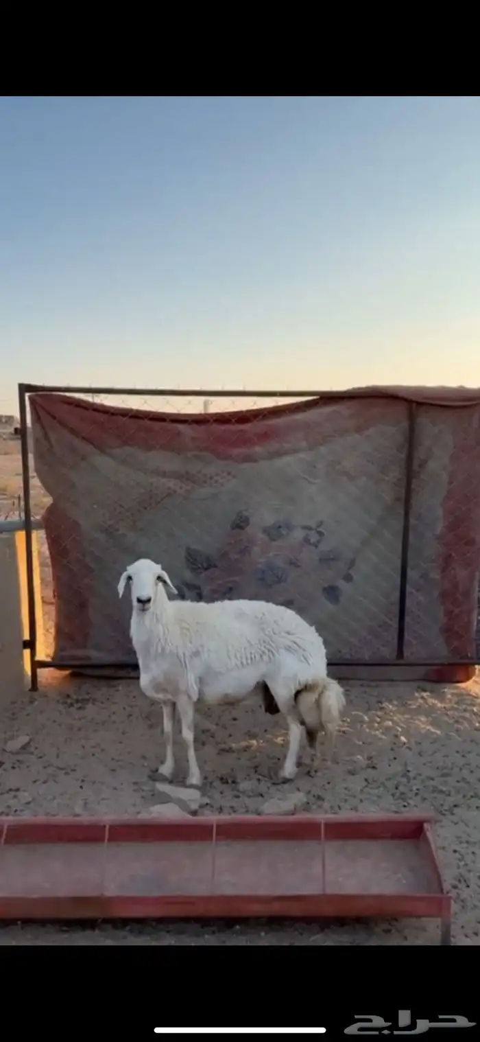 شاة حرشا حايل السن سديس 0