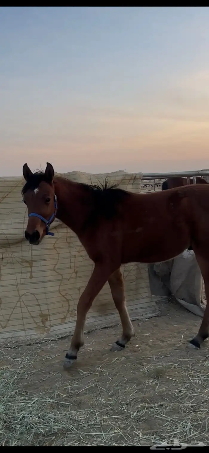 مهر مكس واهو جمال 4