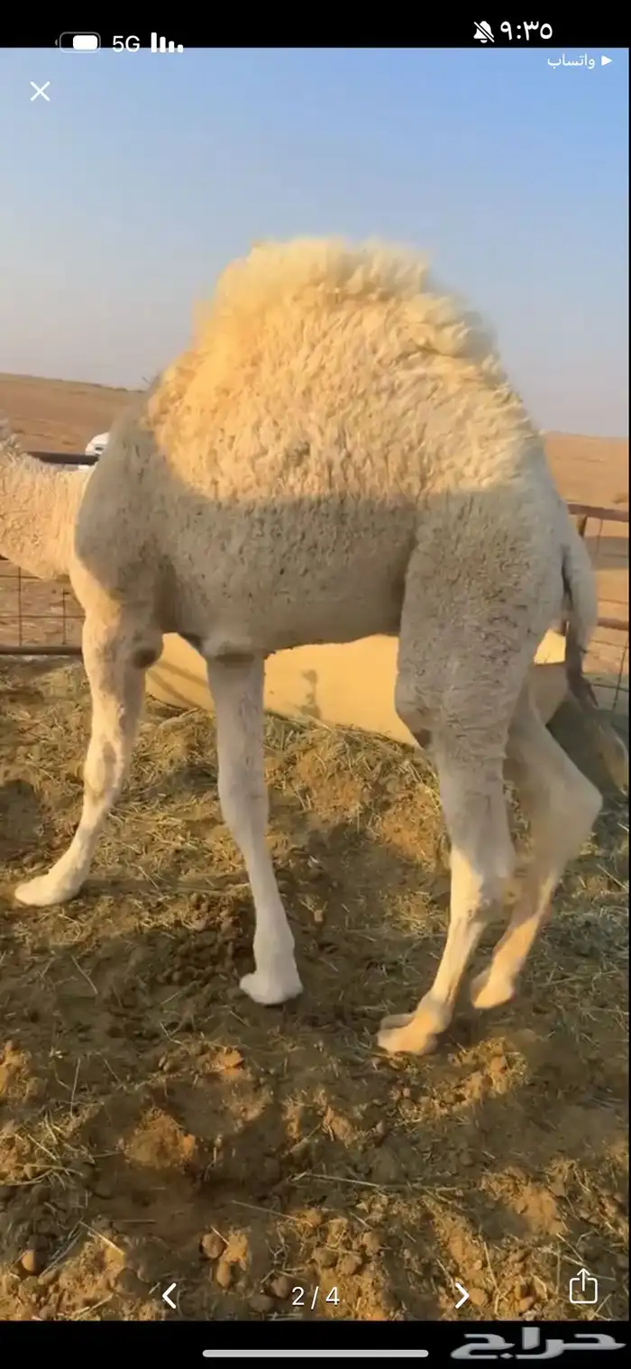 مطلووب حشو 0