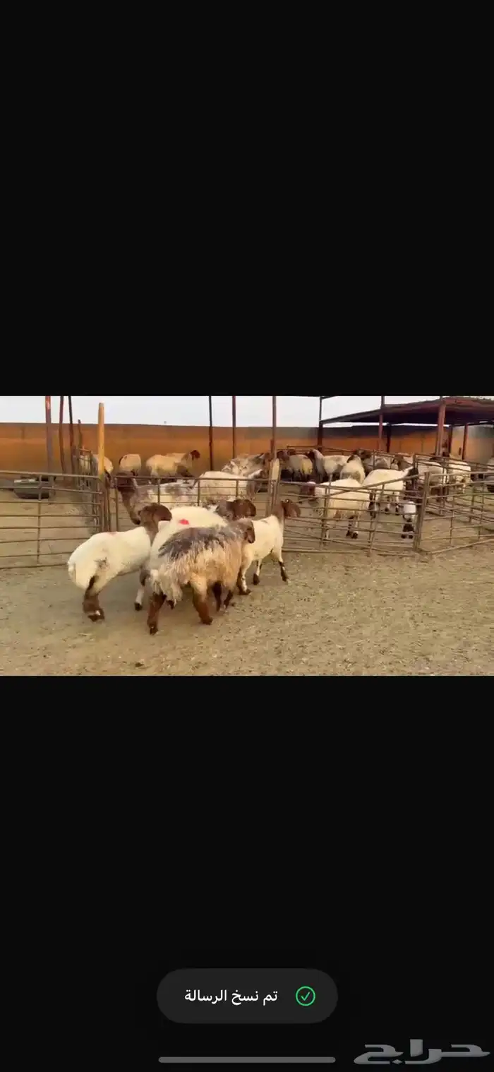 للبيع 5 روس جذعات دفيع 0