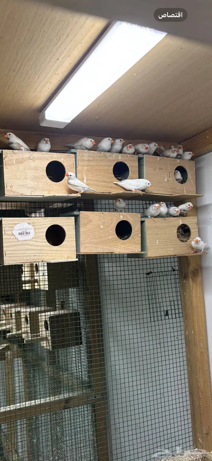 للبيع 10 ازواج زيبرا تقريبا  متساوين 4