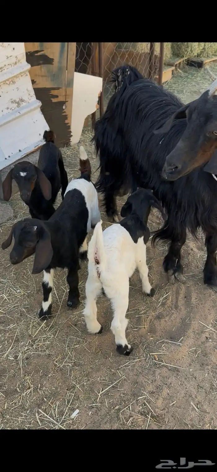 ماعز دغساء عليها 3 توم 3