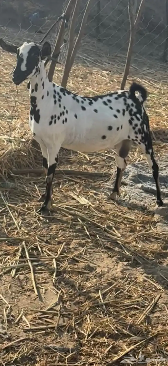 عنز بيشي للبيع 4