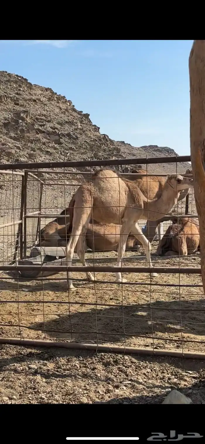 قعود للبيع العمر حول 10شهور 3