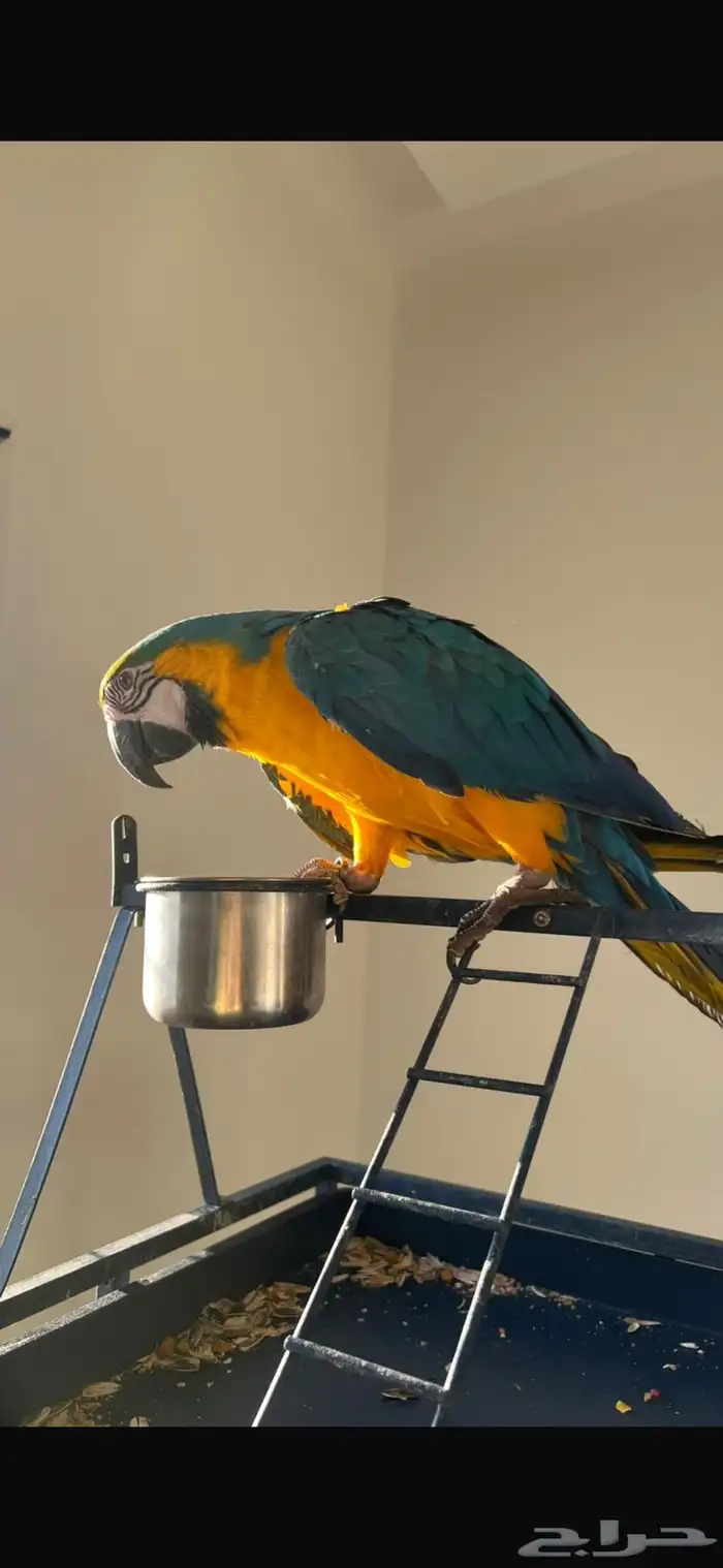 ببغاء مكاو بلو اند قولد اليف هدد للبيع 0
