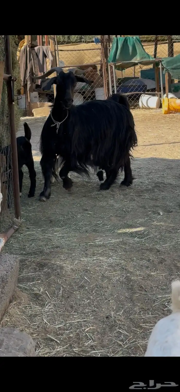 ماعز دغساء عليها 3 توم 2