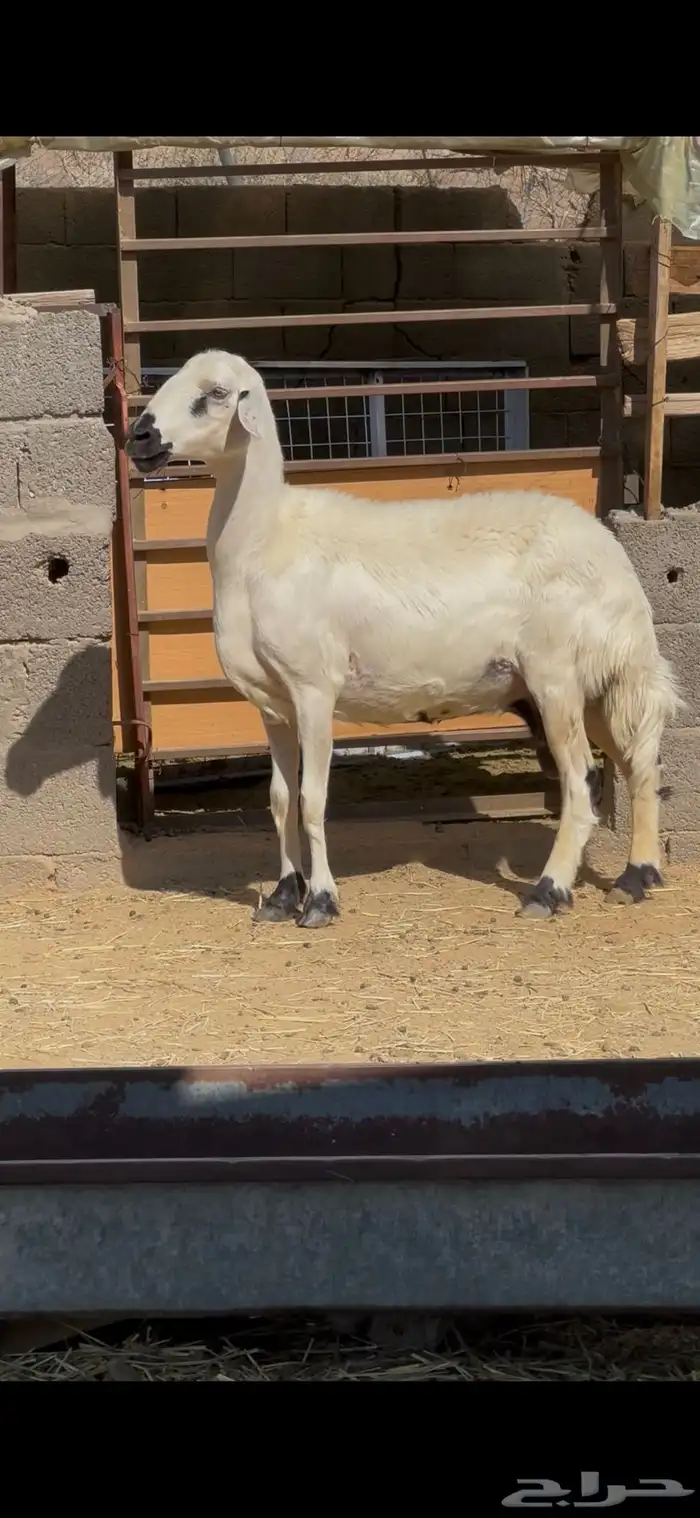 صفراء مبشمه 0