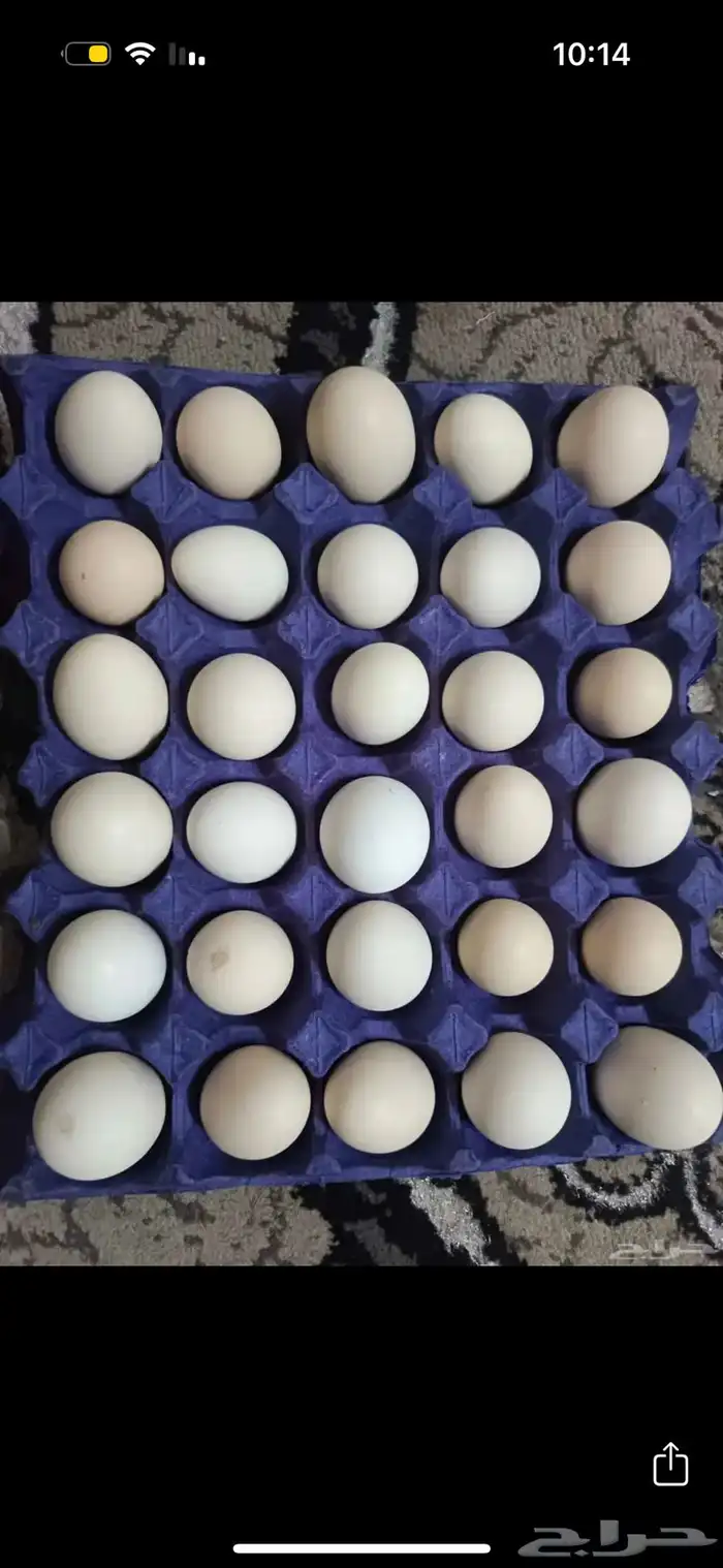 البيع بيض بلدي 0