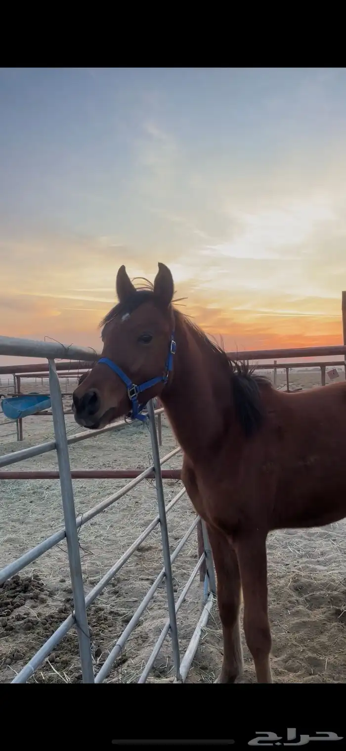 مهر مكس واهو جمال 2