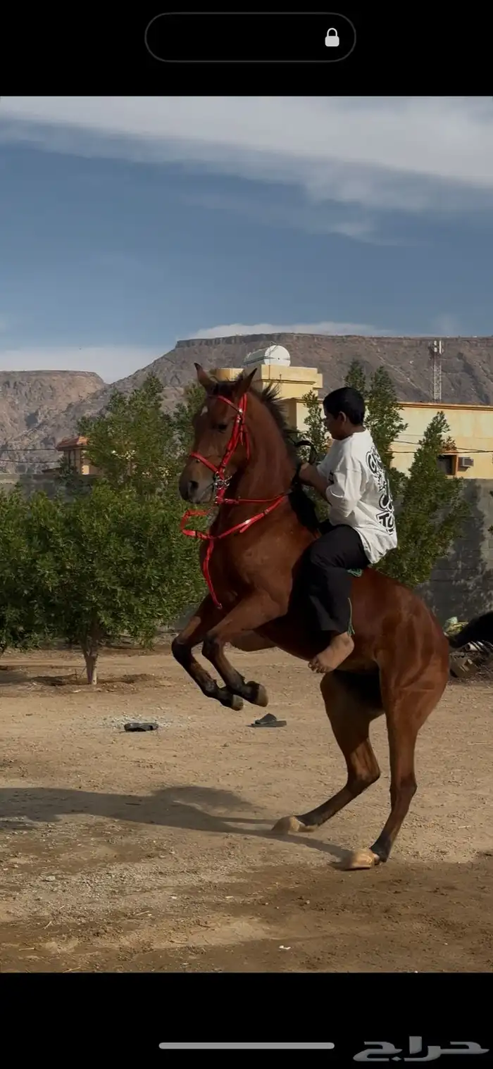 فرس شعبي للبيع 0