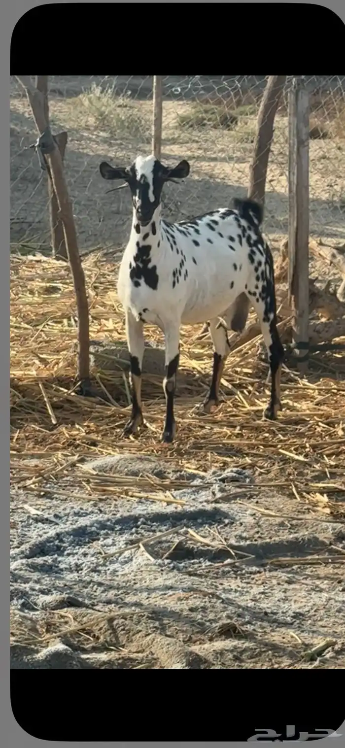 عنز بيشي للبيع 3