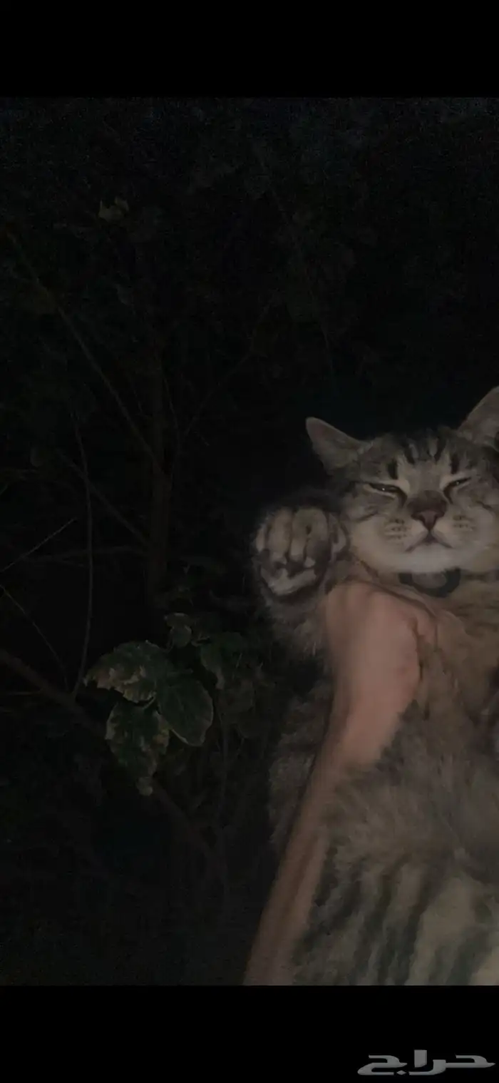 قط ذكر للتزاوج سكوتش ب150 ريال الموقع الرياض 1