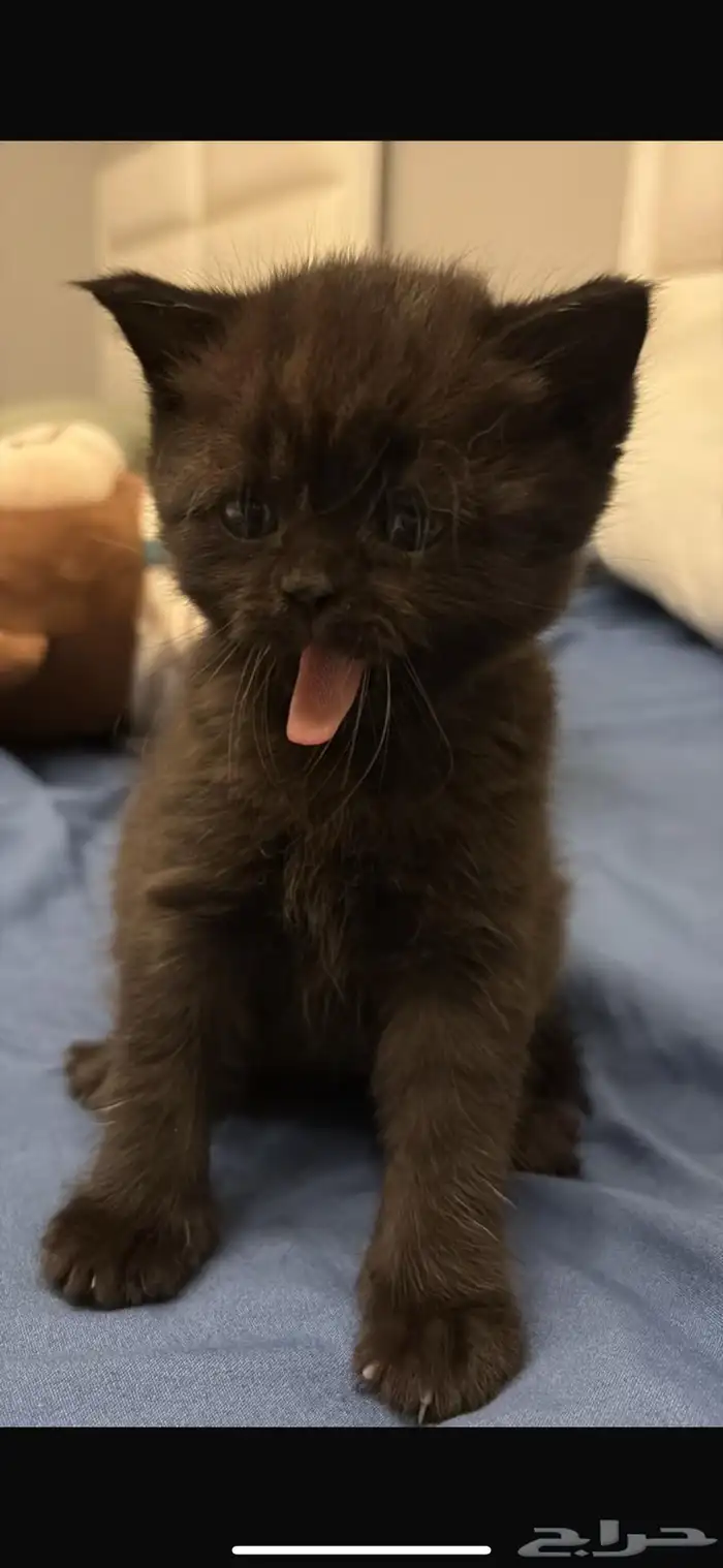 قطط سكوتش كتن للبيع 5
