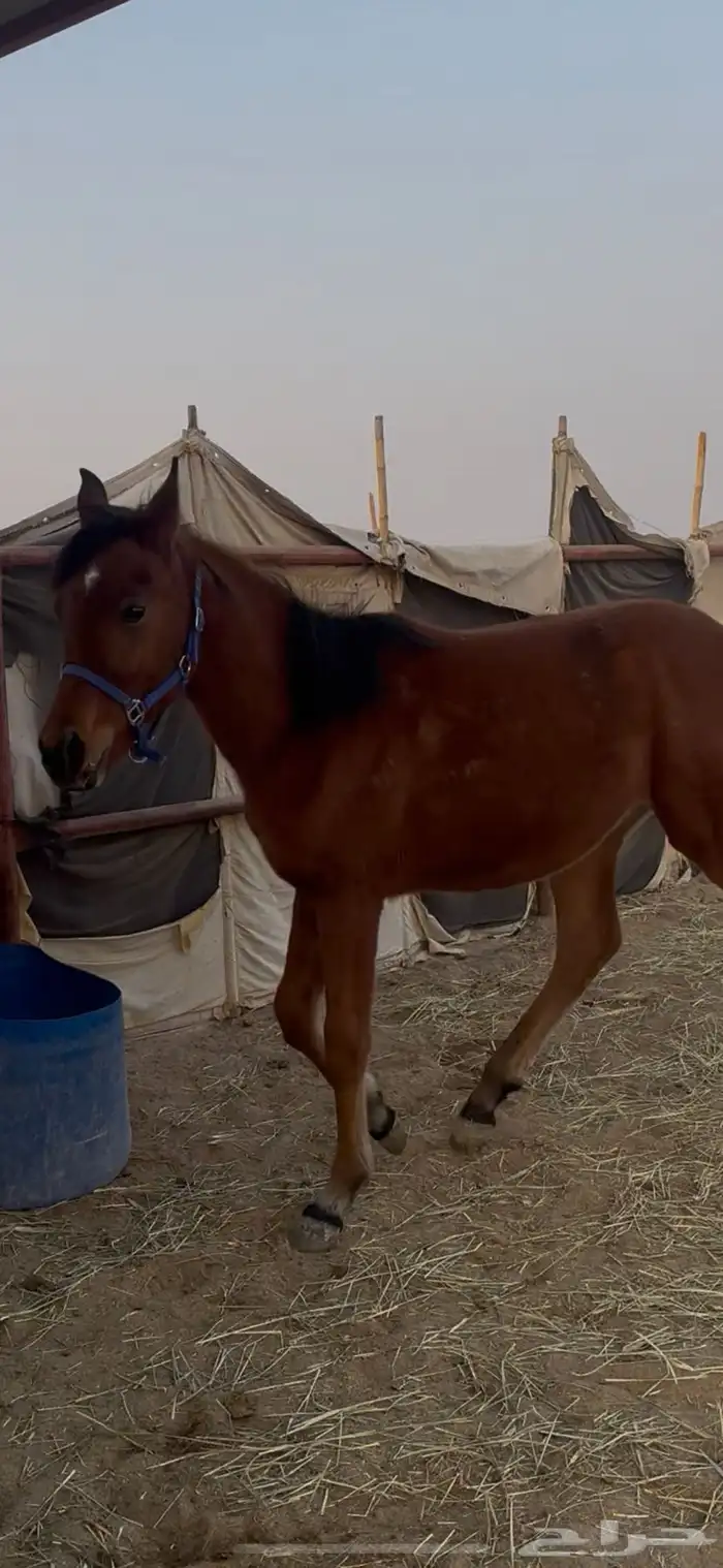 مهر مكس واهو جمال 1