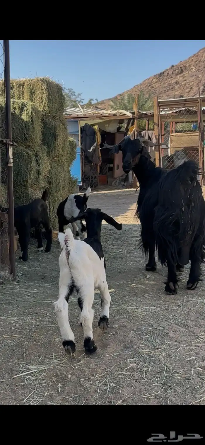 ماعز دغساء عليها 3 توم 0