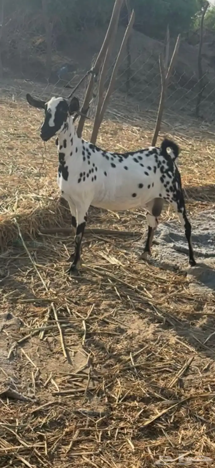 عنز بيشي للبيع 2