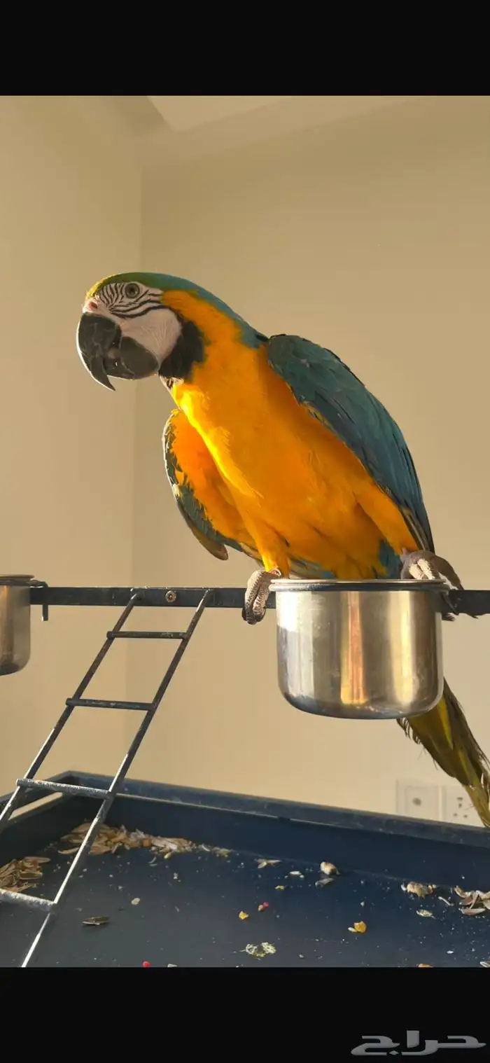 ببغاء مكاو بلو اند قولد اليف هدد للبيع 1