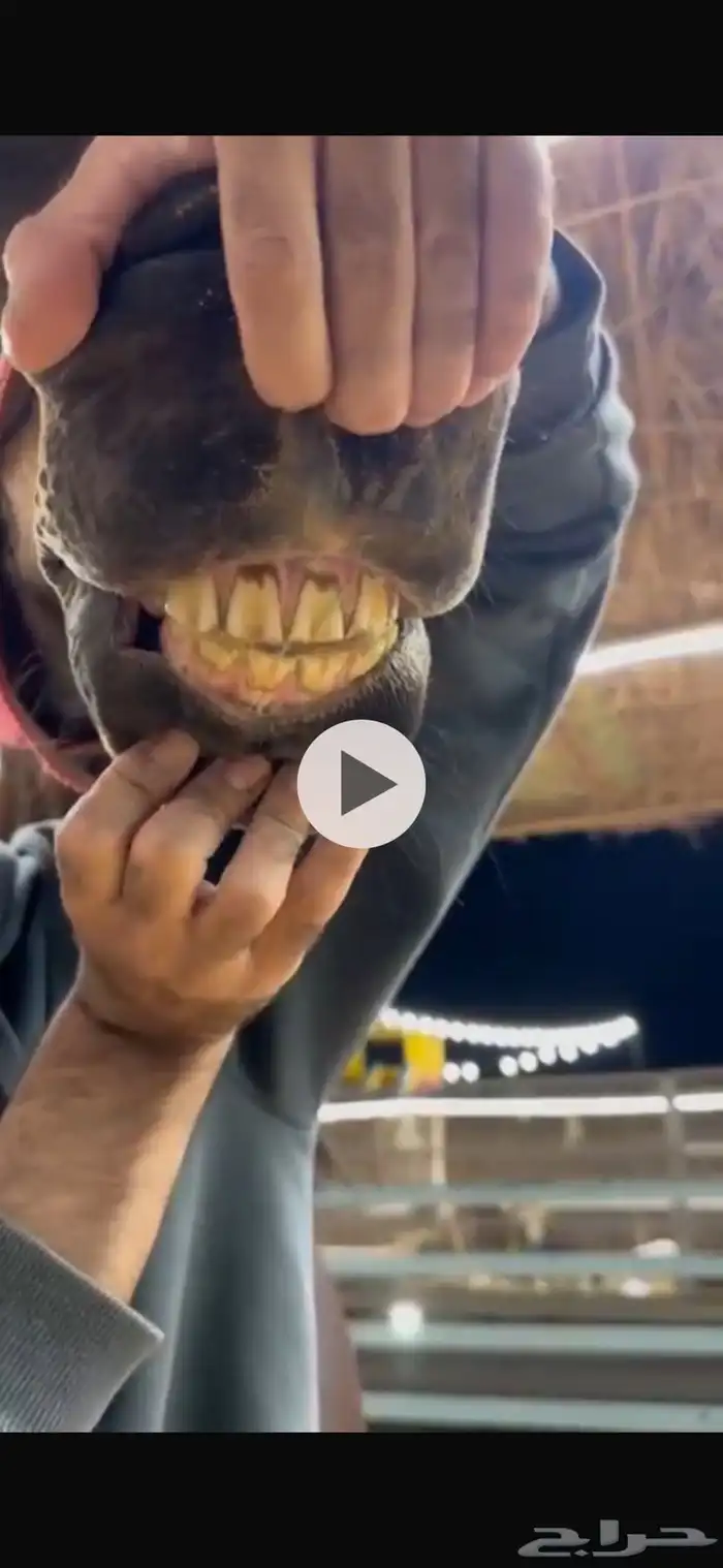 فرس انقليزيه 2