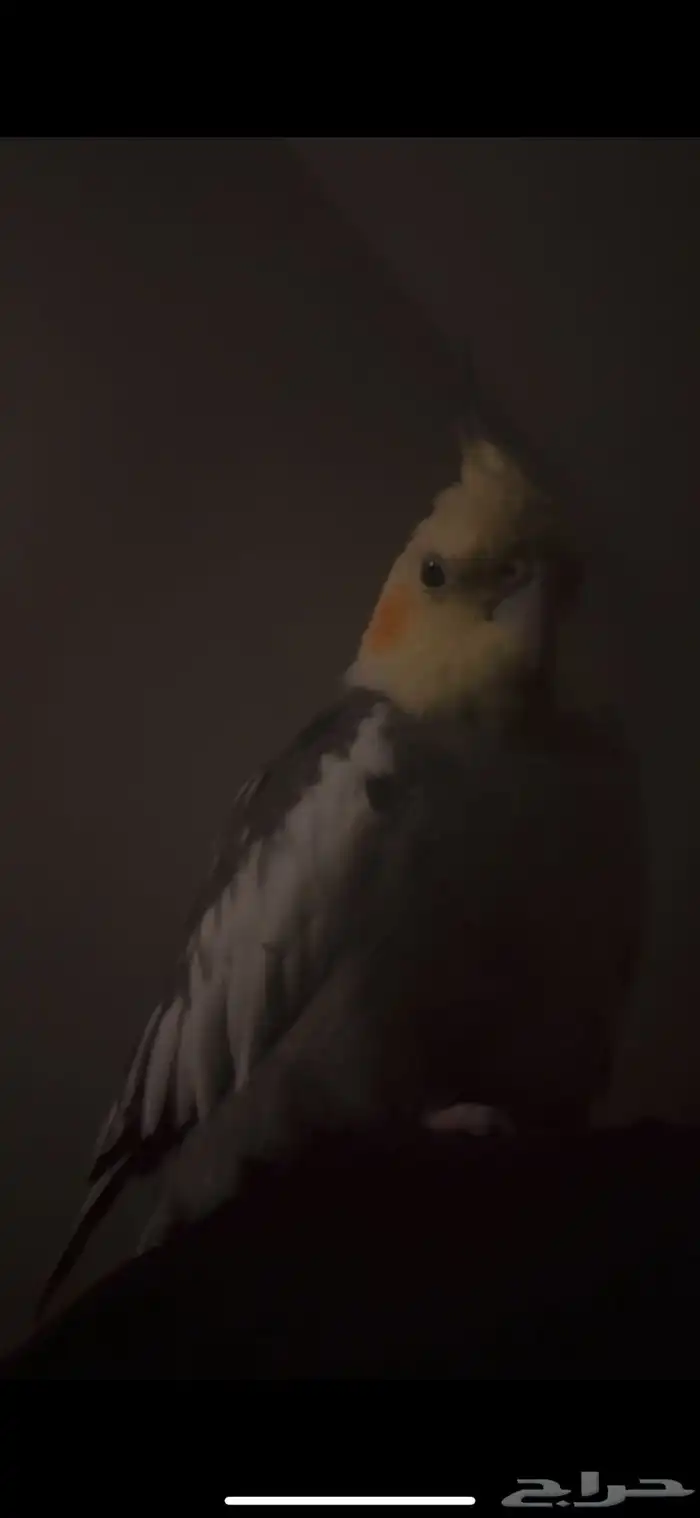 زوج كروان اليف متكلم 0