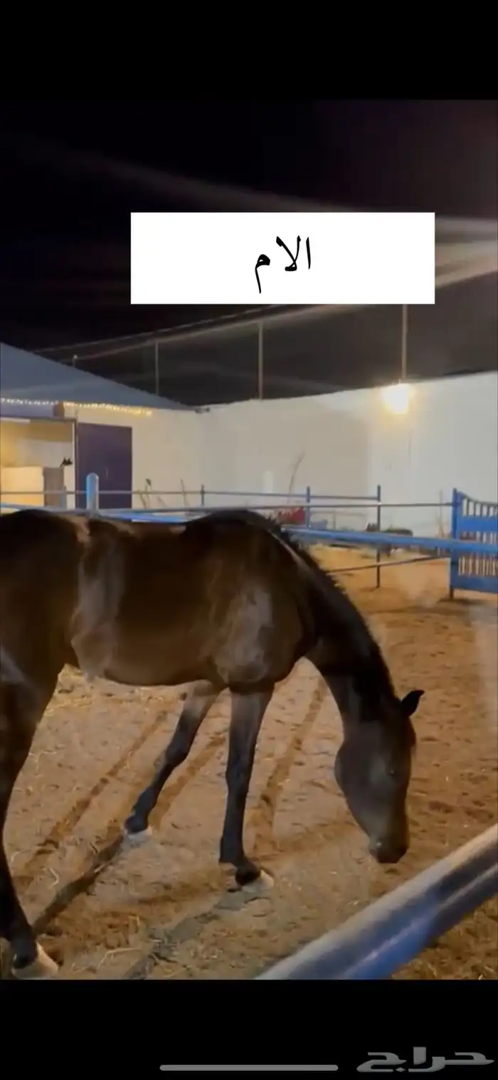 مهر للبيع ابن البطل الادهم سرهيد الزباره 4