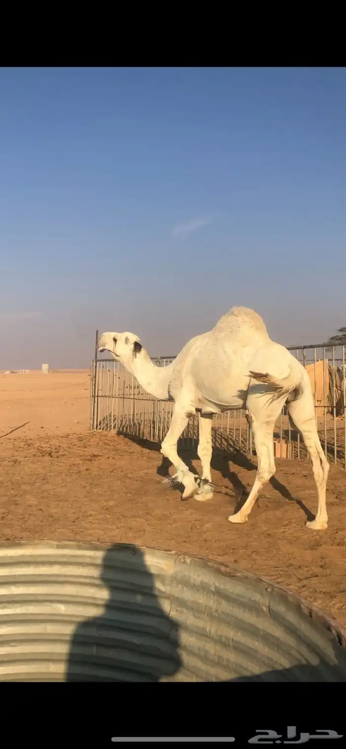 بعير كفوو وا طيب 1