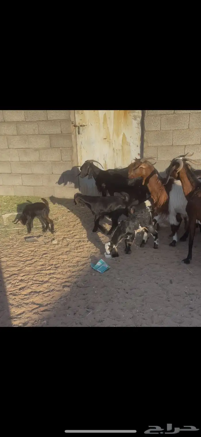 معزا متابيع ودفيع 0