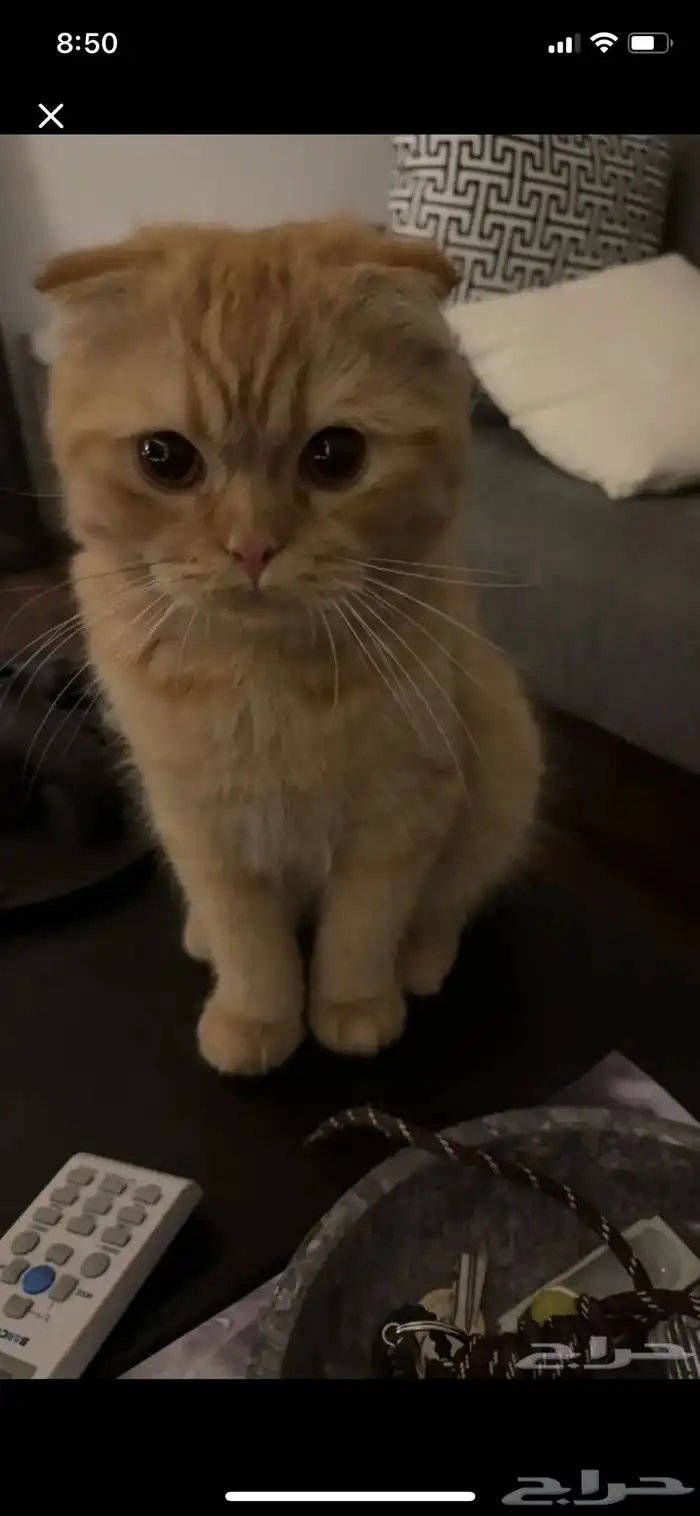 قطط سكوتش فولد 0