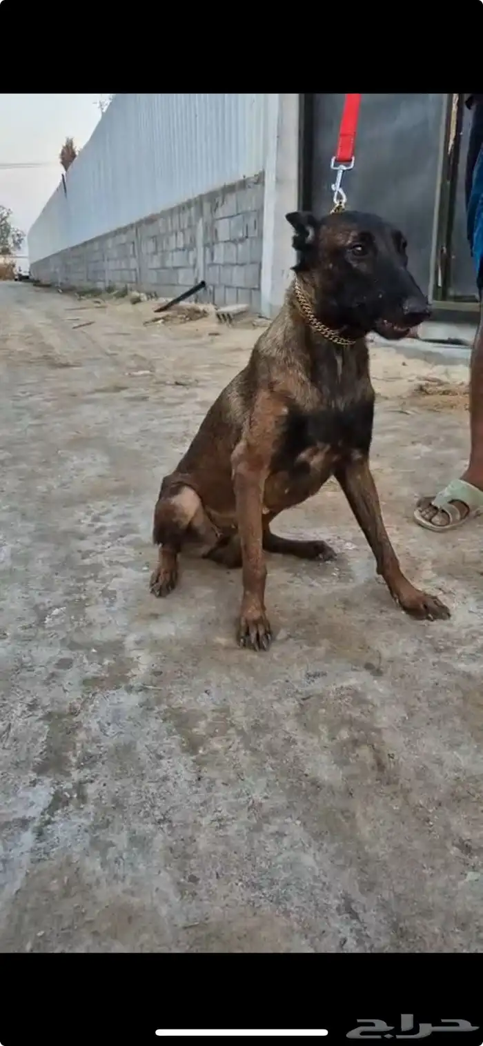 ذكر وانثتين مالينو 3