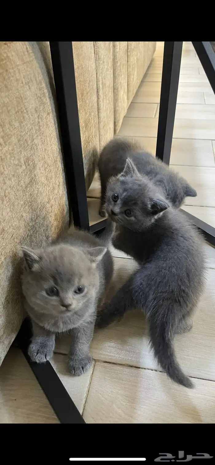 قطط سكوتش مهجن بيرتش لونج هير (للبيع ) 4