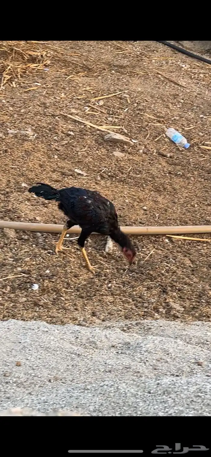 للبيع دجاج مهجن براهما اقبل البدل المناسب الموقع الجايزه 3