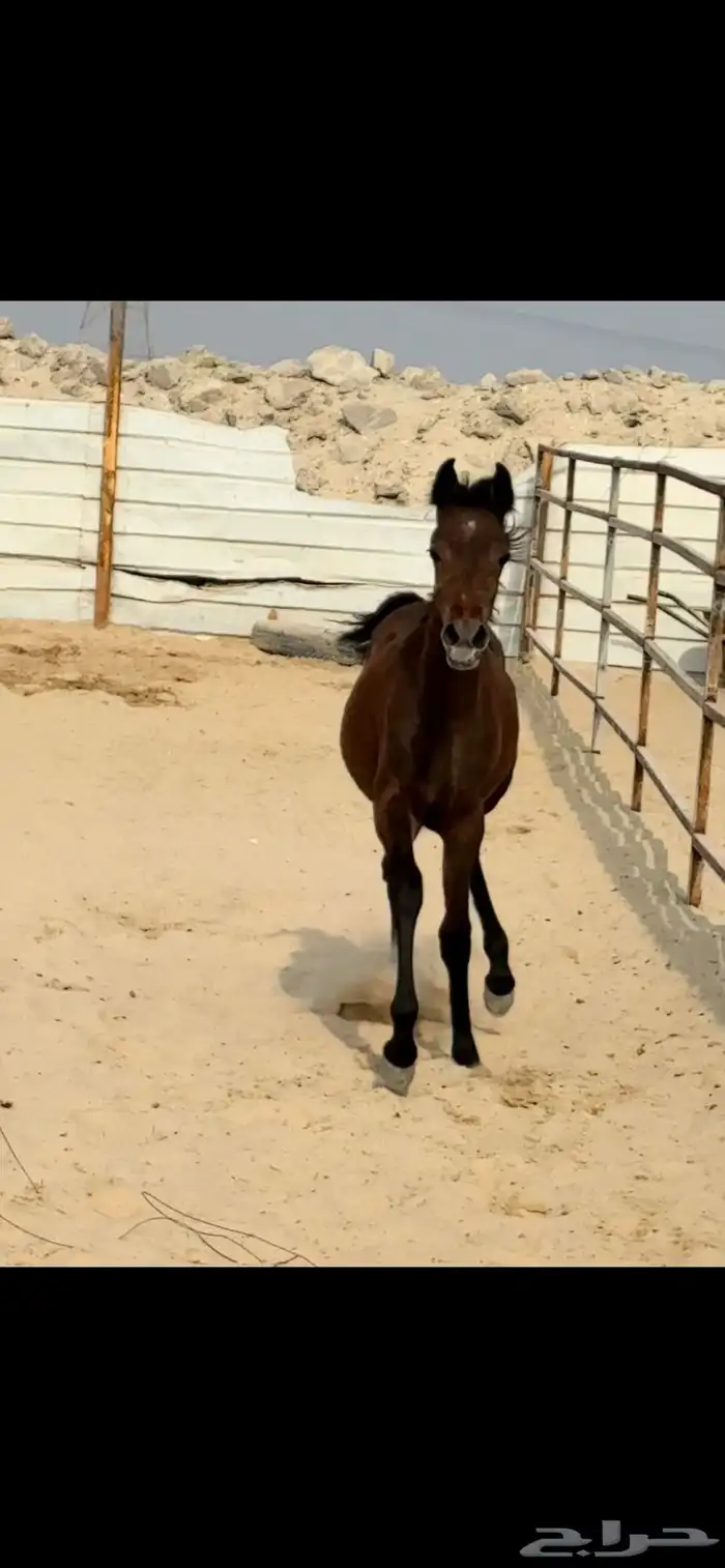 عرض مميز فرس واهو   مهرة   لقاح على فواز العويضة ولد الرشيم 1