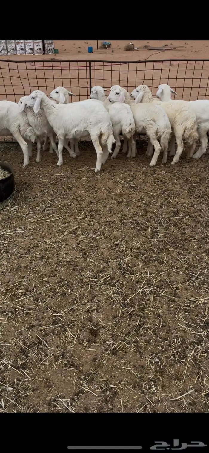 رخال حريه مراح المذنب للبيع 0