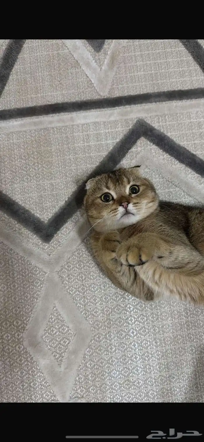 سكوتش فولد 0