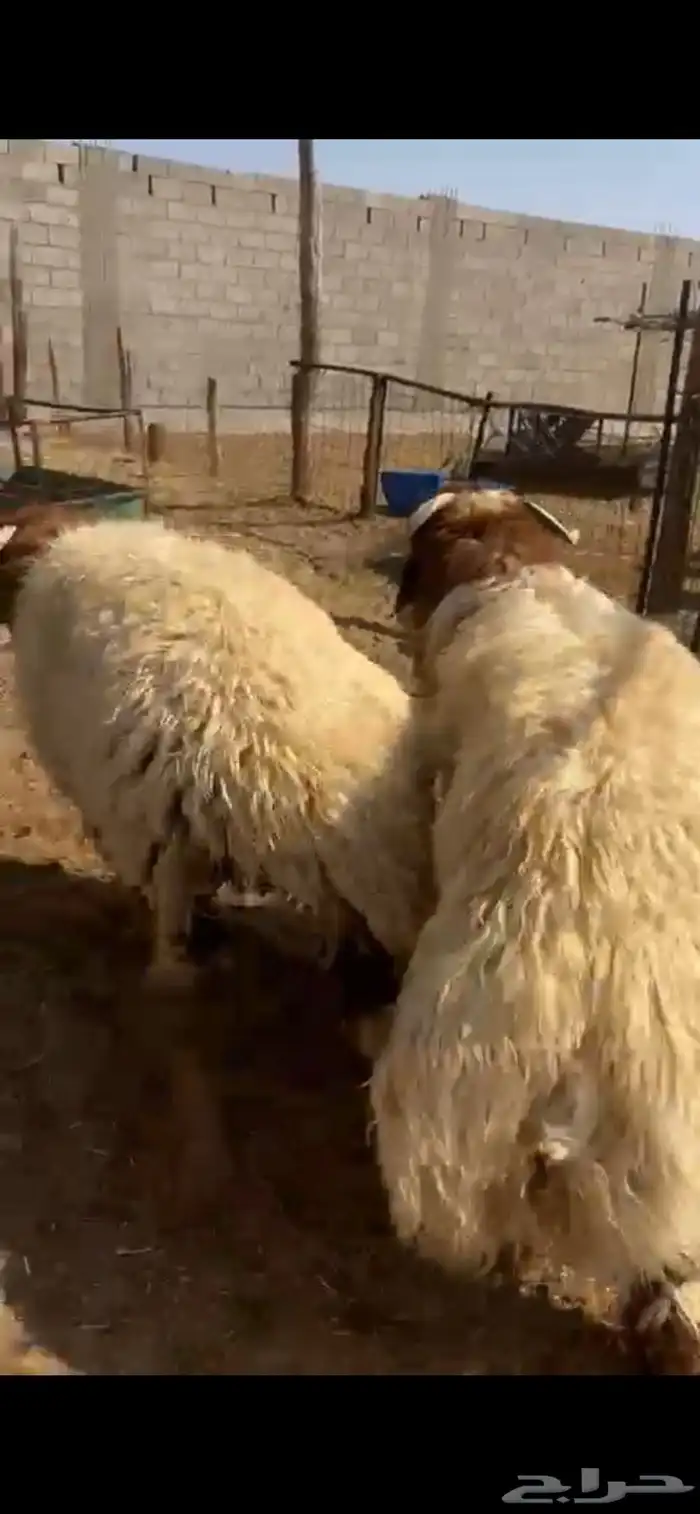 جذعان نعيم فاخر 2